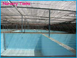 timberborn aquatic farm